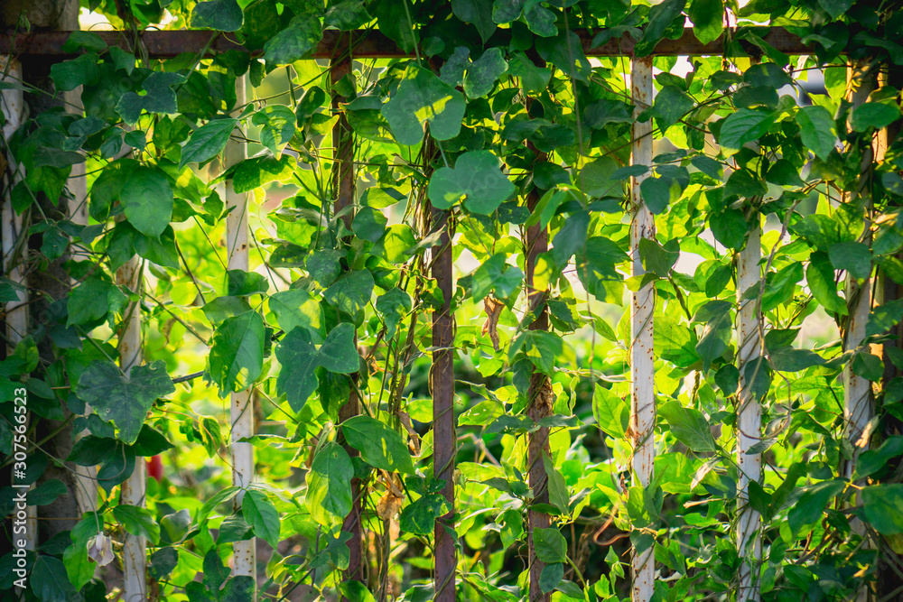background of green leaves background of green leaves