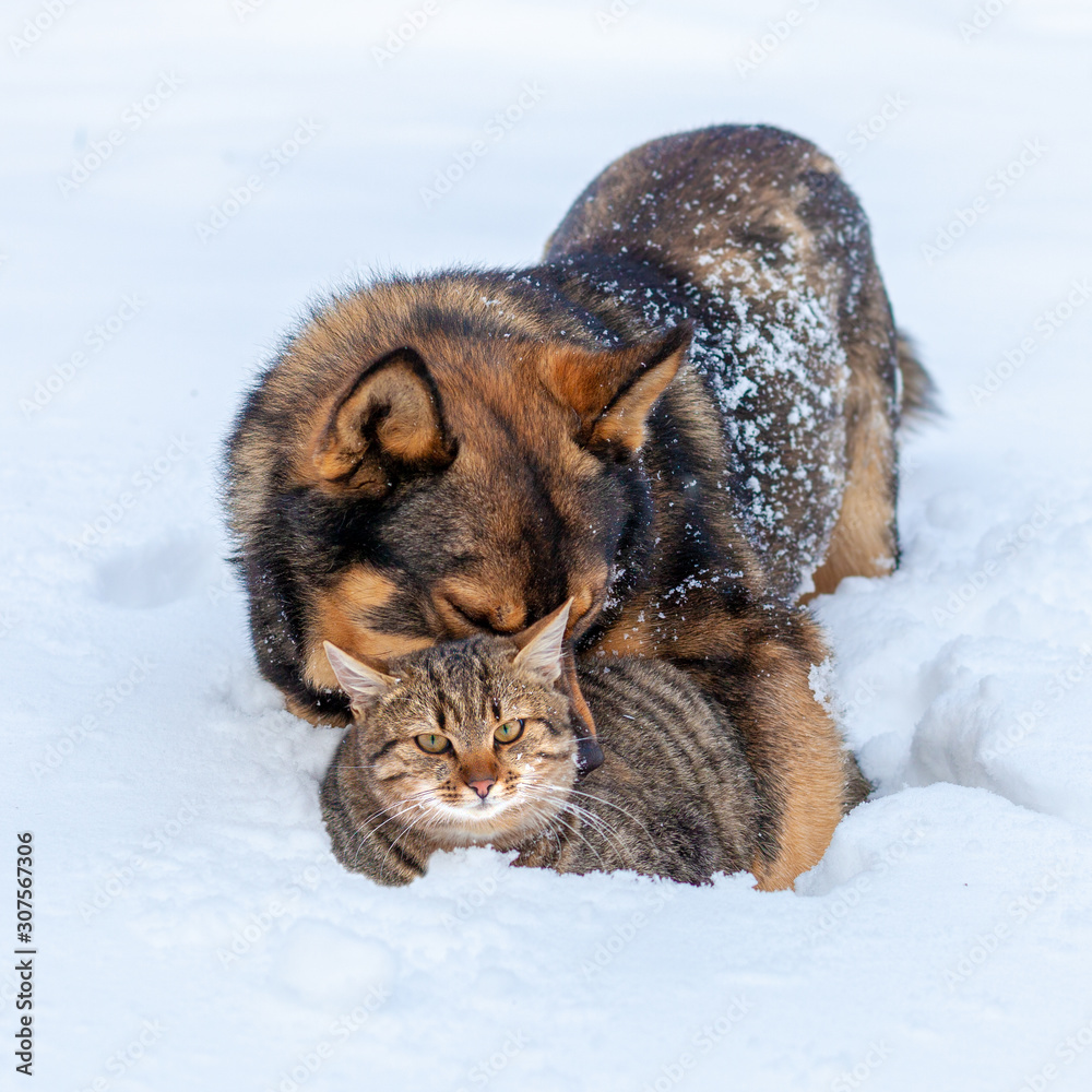 Cat and dog are best friends. Cat and dog playing together outdoor on the snow in winter. The dog hugging the cat Cat and dog are best friends. Cat and dog playing together outdoor on the snow in winter. The dog hugging the cat