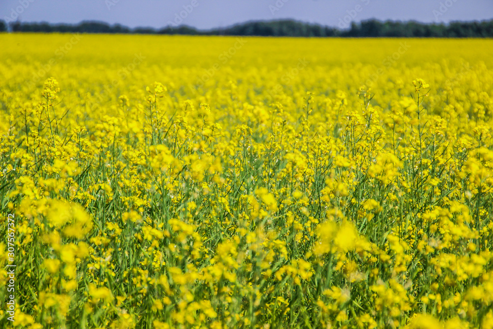Altay beautiful yellow fields of rape flowers