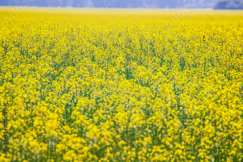 Altay beautiful yellow fields of rape flowers © Stella Kou