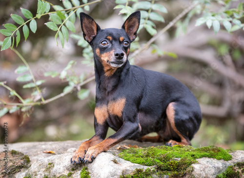 miniature pinscher in nature