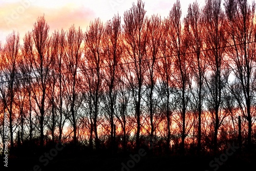 a beautiful sunrise with red clouds behind leave less trees