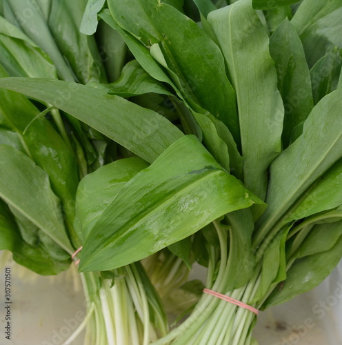 Ramsons Wild garlic on market - Green Allium ursinum for sale.