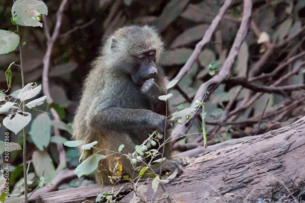 Obraz premium Pavian