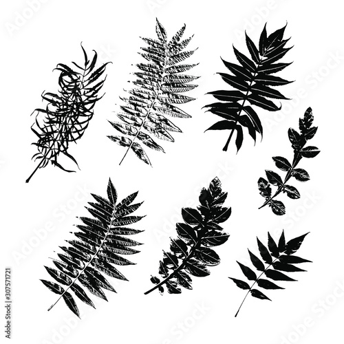 Black prints of leaves on a white background. Silhouettes Set leaves. Isolated elements (herbs, leaves, branches). Botanical illustrations are  for invitations, cards, quotes, frames.