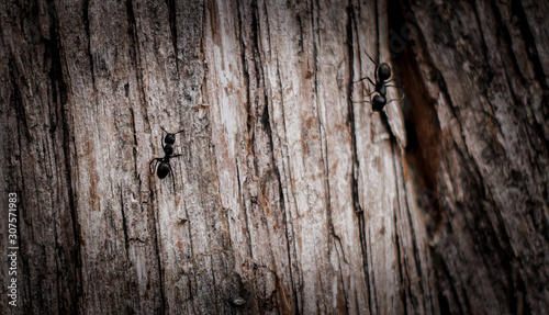 Ants on Tree