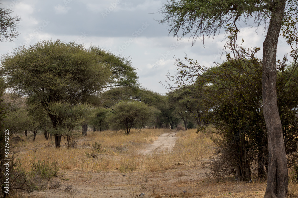 Tarangire Nationalpark – Tansania - Afrika Tarangire Nationalpark – Tansania - Afrika