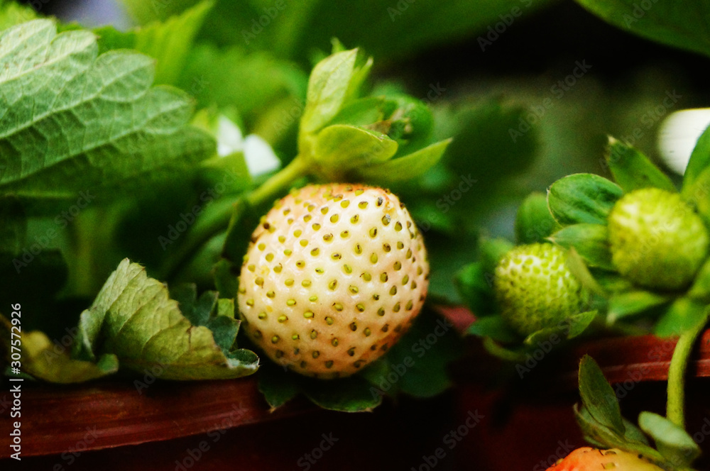 The strawberries in the strawberry garden are ripening The strawberries in the strawberry garden are ripening