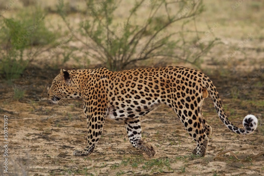 Obraz premium The African leopard (Panthera pardus pardus) walking in dry sand in Kalahari desert.