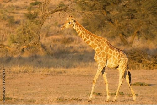 Photography Giraffe (Giraffa camelopardalis giraffa) walkingon sand in Kalahari desert