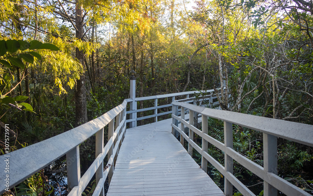 wooden bridge in the forest