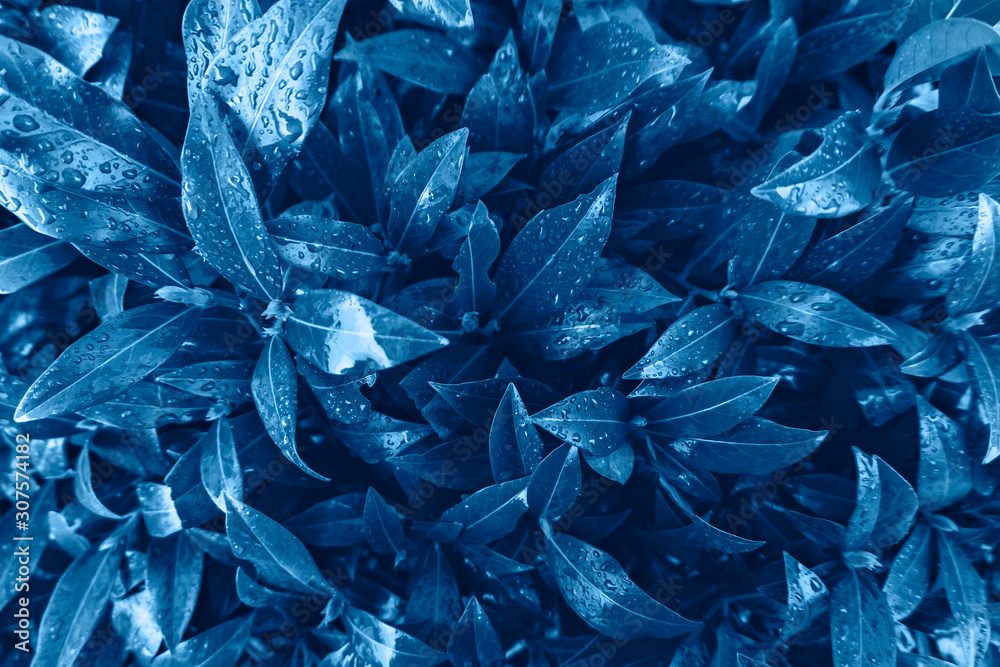Obraz Background made of fresh wet leaves. Creative and moody color of the picture, toned blue color.