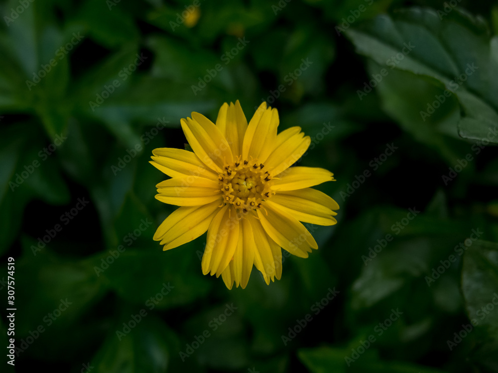 yellow flower and blur background in the green and fresh garden