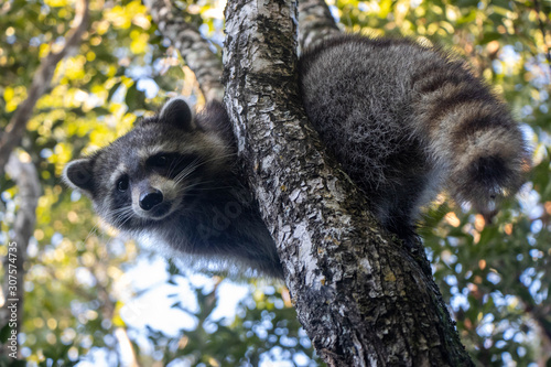 raccoon in tree © David