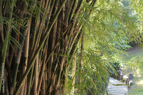 Bamboo tree on soft light background