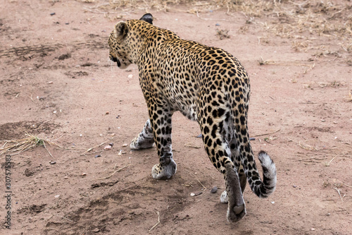 Leopard (Panthera pardus)