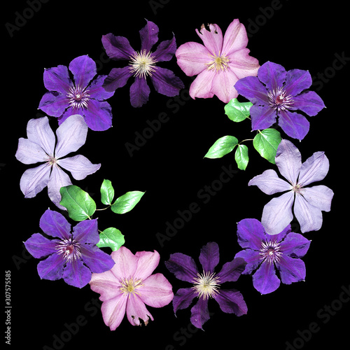 Beautiful floral circle of pink and purple clematis. Isolated