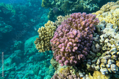 Colorful coral reef at the bottom of tropical sea, violet Cauliflower Coral, underwater landscape