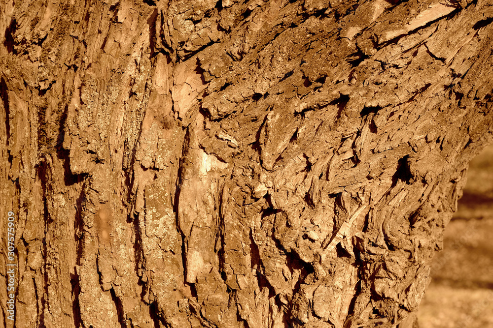 Old tree bark on a sunny day close-up. Abstract natural background brown color toned Old tree bark on a sunny day close-up. Abstract natural background brown color toned