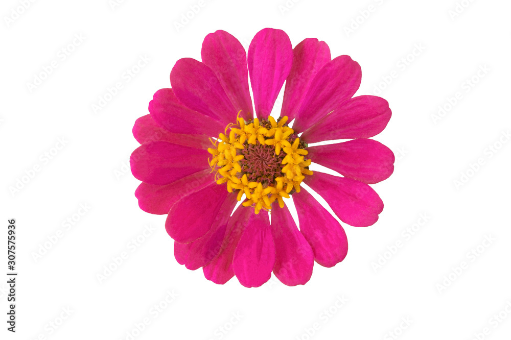 Closeup of pink flowers with petals on isolate background. Closeup of pink flowers with petals on isolate background.