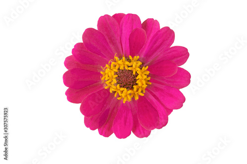 Closeup of pink flowers with petals on isolate background.