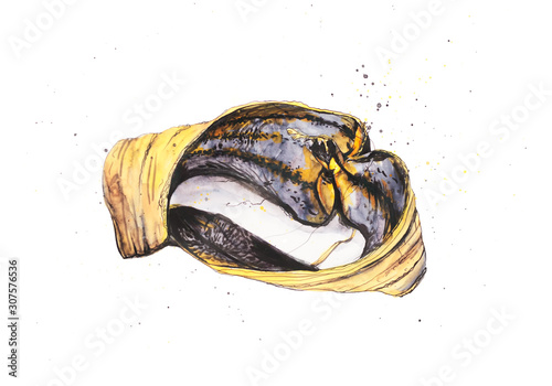 Graphic and watercolor raster illustration with banana peel photo