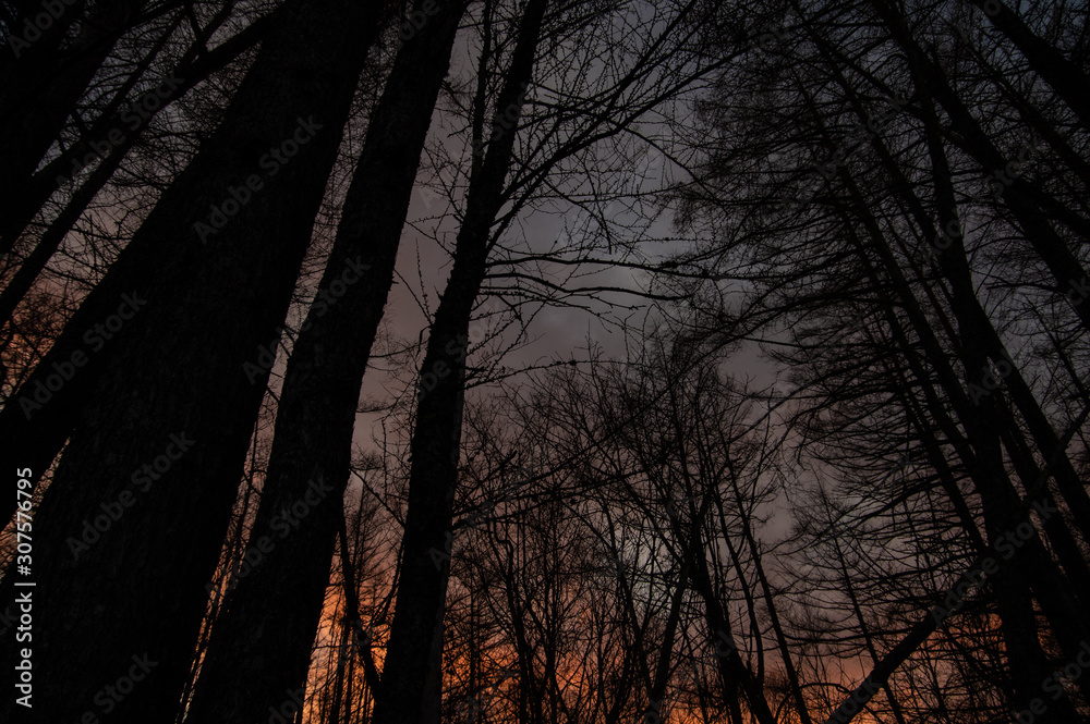 日暮れの森。夕暮れに染まる雲。 日暮れの森。夕暮れに染まる雲。