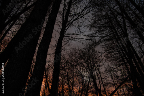 日暮れの森。夕暮れに染まる雲。