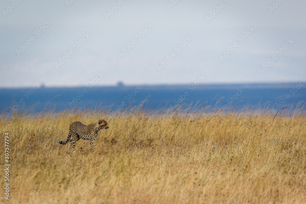 Gepard - Acinonyx jubatus Gepard - Acinonyx jubatus