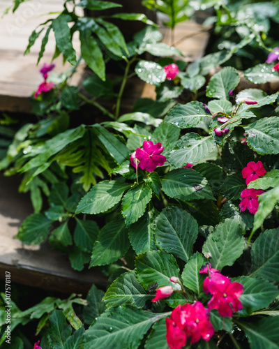 red flowers and green leaves in garden