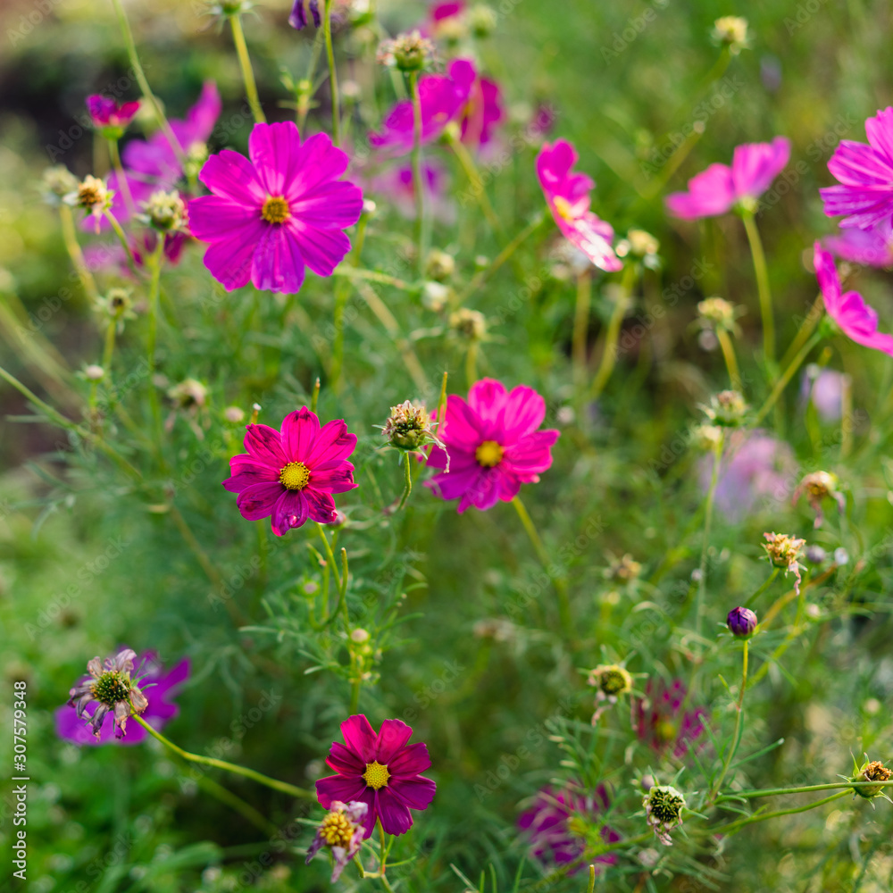 magenta flowers in garden magenta flowers in garden