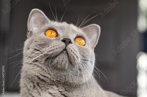 Portrait of gray short-haired British cat with orange eyes. Closeup