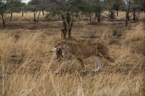 L  we  Panthera leo 