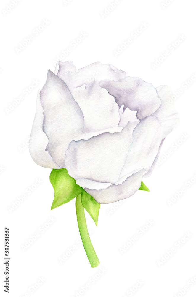 White watercolor Peony flower with leaves. Hand drawn botanical illustration isolated on white background for greeting card, invitation, wedding, birthday, holiday and summer decoration.