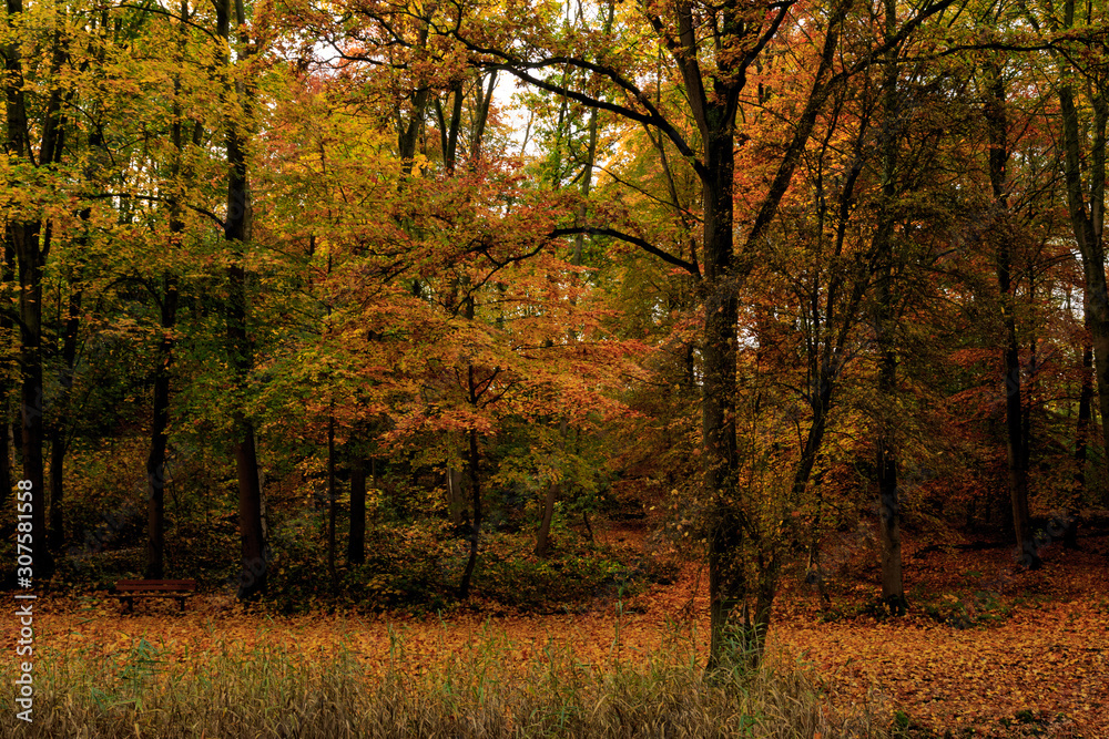 autumn, fall in the Palingbeek provincial domain in Ypres, Belgium