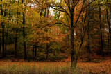autumn, fall in the Palingbeek provincial domain in Ypres, Belgium