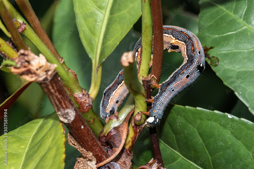 Caterpillar munching on leaves, crawling along branches and twigs