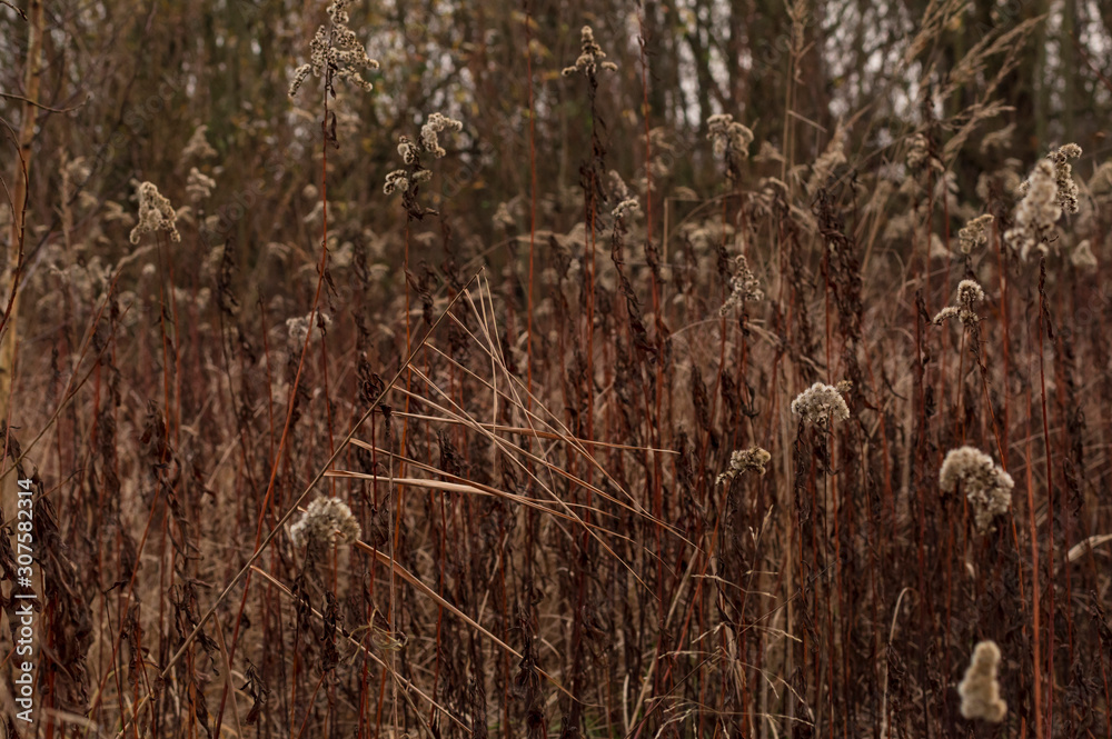 Obraz premium Meadow near a forest with dried plants