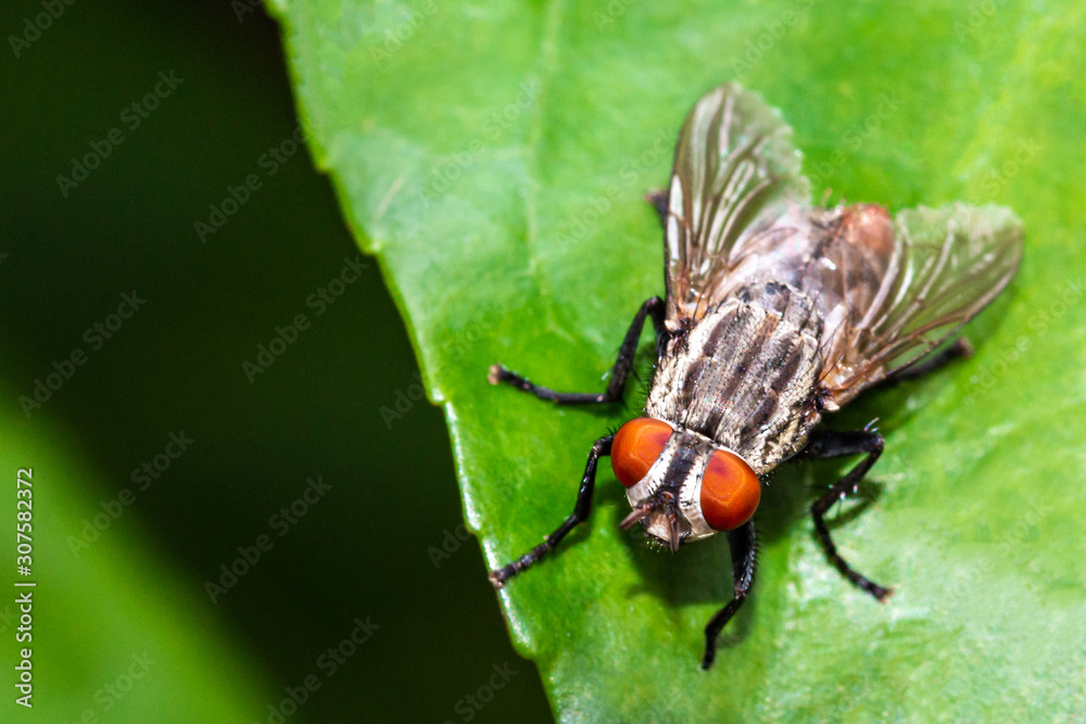 Close up macro detail top down view of a housefly on green leaf Close up macro detail top down view of a housefly on green leaf