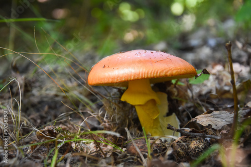Caesar's mushroom (Amanita caesarea) grows in moss in the forest. Most delicious mushroom in the world