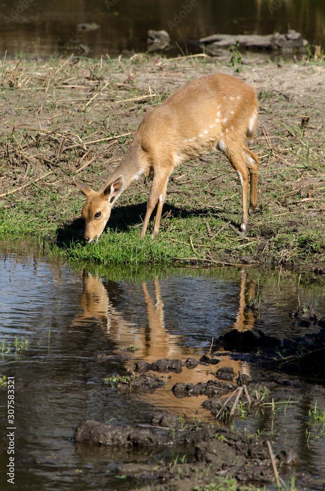 Guib harnaché, Tragelaphus scriptus, femelle, Parc national Kruger, Afrique du Sud Guib harnaché, Tragelaphus scriptus, femelle, Parc national Kruger, Afrique du Sud