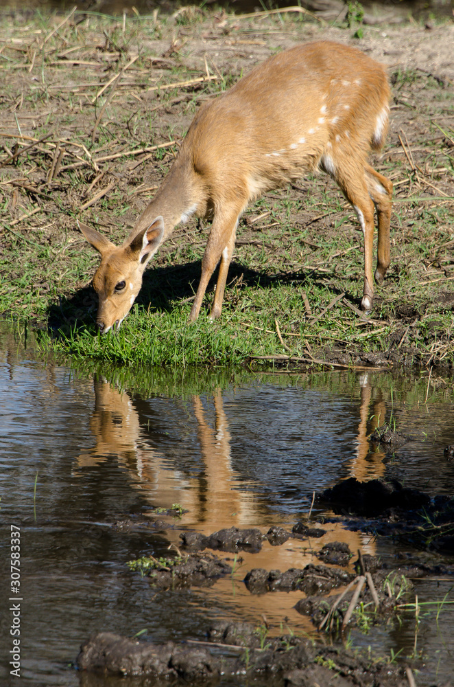 Guib harnaché, Tragelaphus scriptus, femelle, Parc national Kruger, Afrique du Sud Guib harnaché, Tragelaphus scriptus, femelle, Parc national Kruger, Afrique du Sud