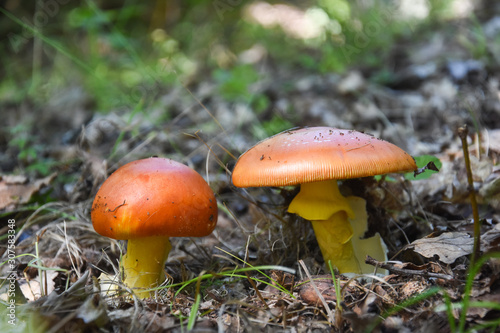 Caesar's mushroom (Amanita caesarea) grows in moss in the forest. Most delicious mushroom in the world