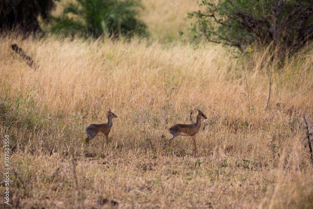 Impalas (Aepyceros) Impalas (Aepyceros)