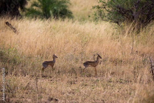 Impalas (Aepyceros)