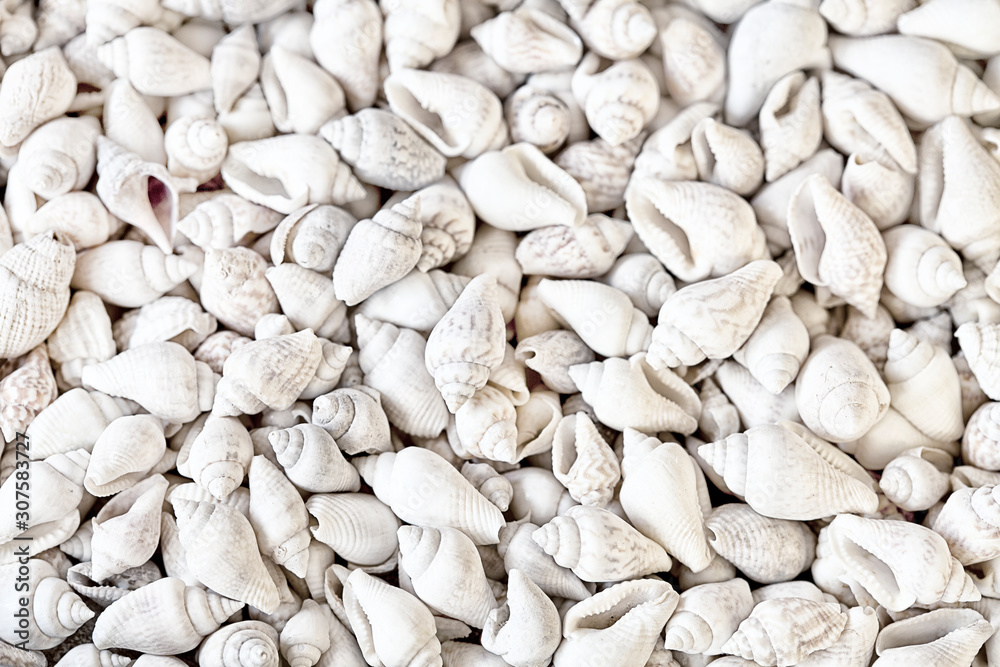 Tiny White Shell Background Texture