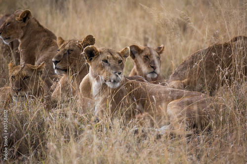 Löwe (Panthera leo)