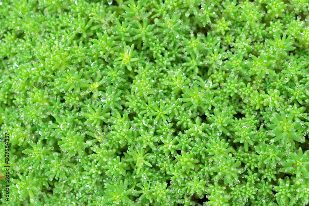 Natural green grass background with dew drops.