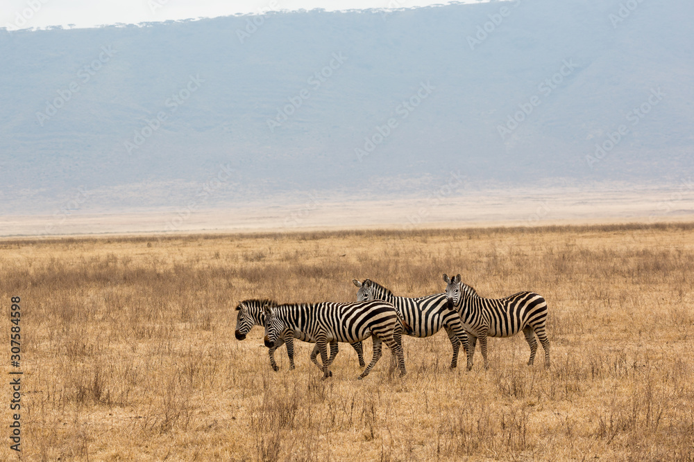 Fototapeta premium Zebra (Equus quagga)