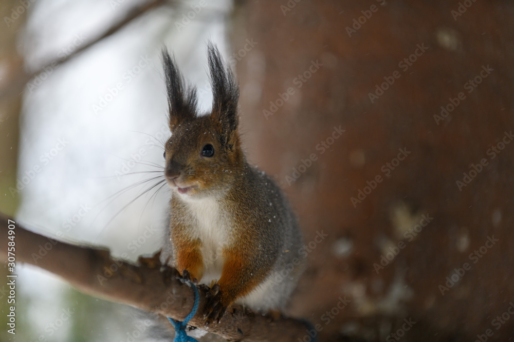 Fototapeta premium Red eurasian squirrel in winter park